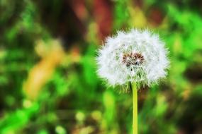 Dandelion Wild Plant