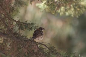 Birds Nature Wild Life
