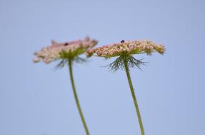 Nature Flora Flower