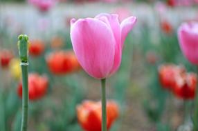 Nature Flower Plant