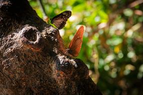 Butterfly Pa Animals The