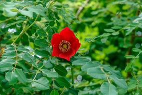red open bud in the foliage