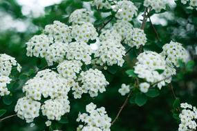 Flower White