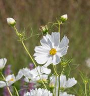 Nature Flower Blossom