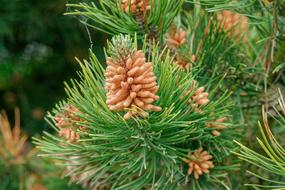 Pine Tree Green