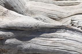 Tree Tribe Log