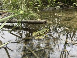 Frog See The Pocket-Appoint