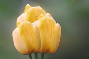 Tulip Flower Blossom