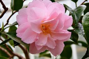 Rose Bush Bloom Pink