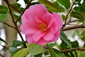 Flower Blossom Bloom Pink