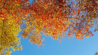 Fall Leaves Sky