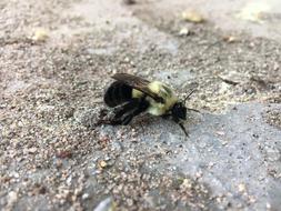 Nature Animal Outdoors