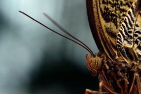 Butterfly caligo