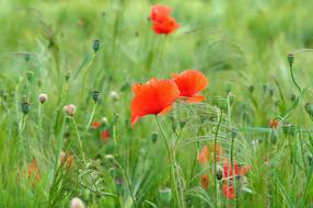 Nature Poppy Klatschmohn