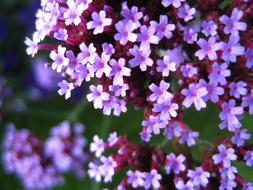 little pink flowers bouquet