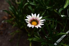 Nature Plant Flower