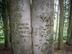 Forest Tribes Trunk