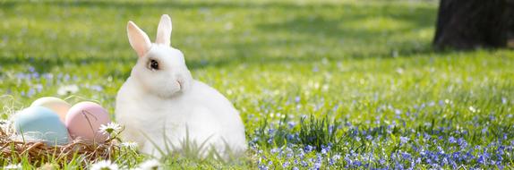 Easter Bunny Nest Egg