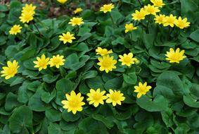 Flower Plant Nature