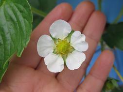Nature Flower Flora