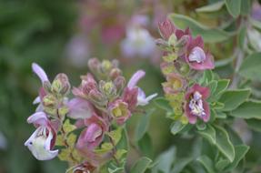 Flower Nature Blossom