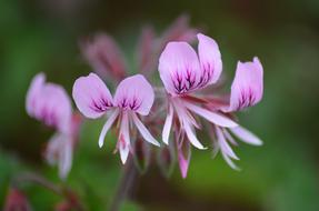 Flower Blossom Bloom