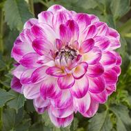 Dahlia Flower Botanical Garden