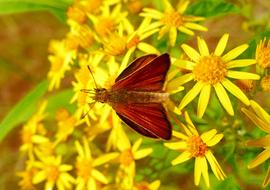 a butterfly on a yellow bouquet of flowers