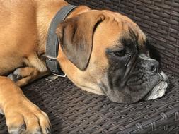 Sad brown dog