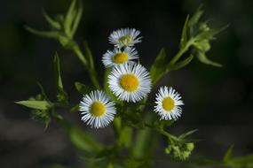 Nature Plants Flowers