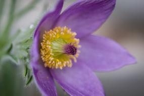 Pasqueflower Pulsatilla Flower