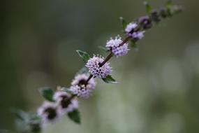 Peppermint Blossom Bloom