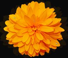 flower plant nature petal color