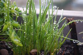 Chive