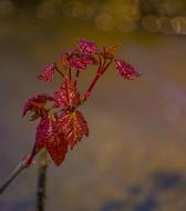 Nature Flower Flora