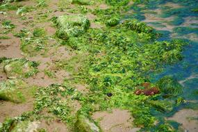 Nature Plant Landscape