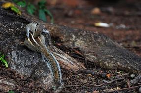 Nature Wildlife Reptile