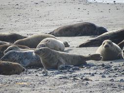 Seal Robbe Helgoland