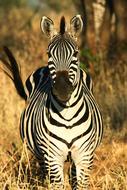 Zebra Africa Animal World