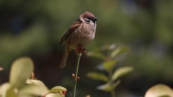 Nature Wildlife New