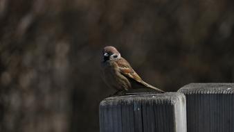 Nature New Wildlife