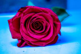 Rosa Beautiful Flower Nature