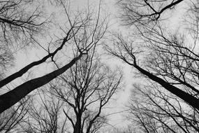 Trees Sky Monochrome