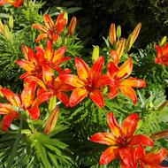 Flower Plant The Nature Of