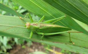 big grasshopper on a leaf