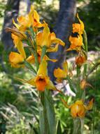Orchid Patagonia Wild Flora Of The