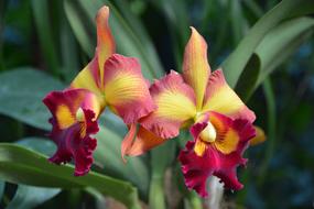 Flower Orchid