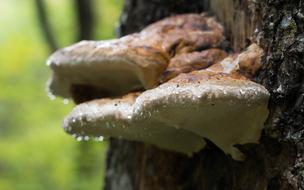 Fungus Mushroom Nature