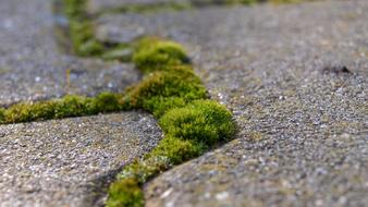 Nature Moss Stone