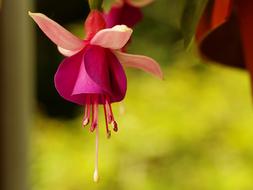 Nature Flower